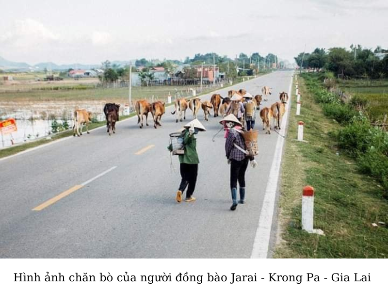 Hình ảnh chăn bò của người đồng bào Jarai - Krong pa - Gia Lai 